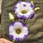 Balboa Blue Rim Lisianthus