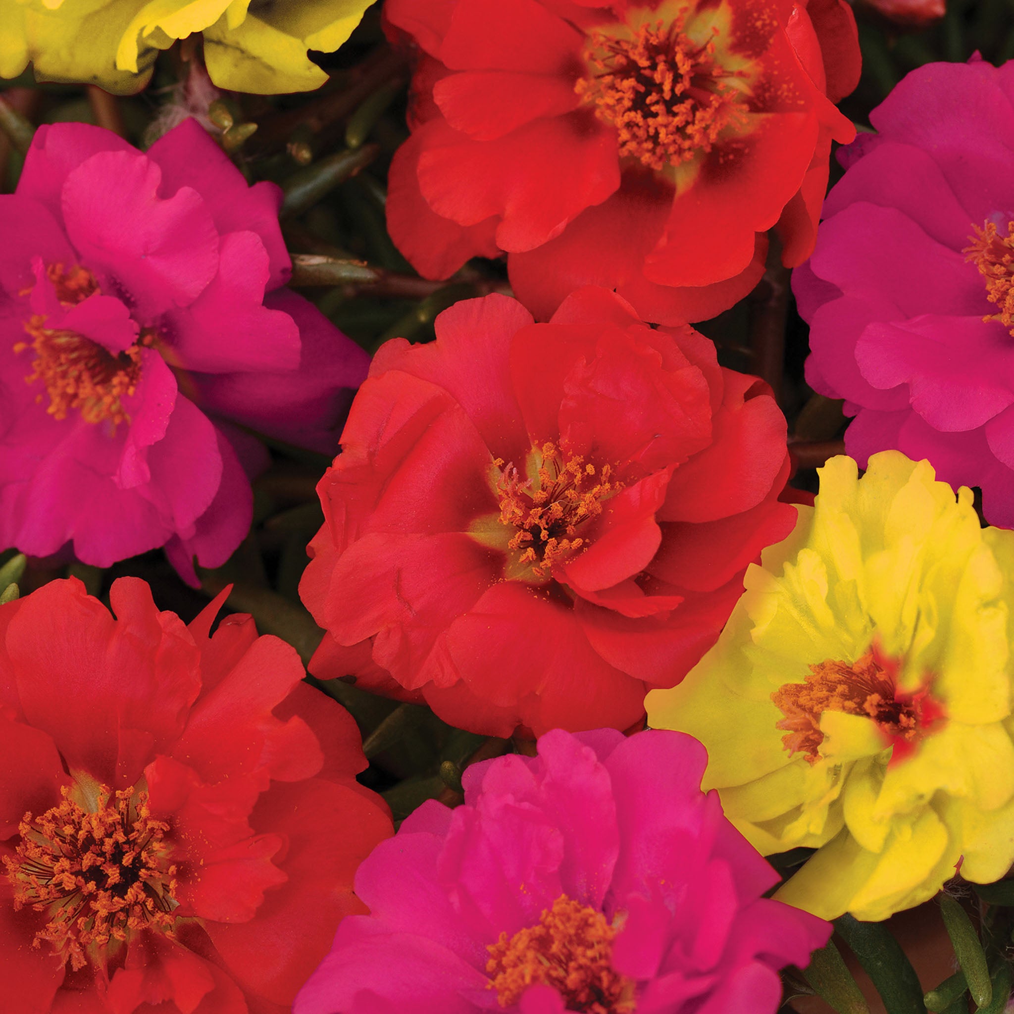 Color Carousel Mix Portulaca
