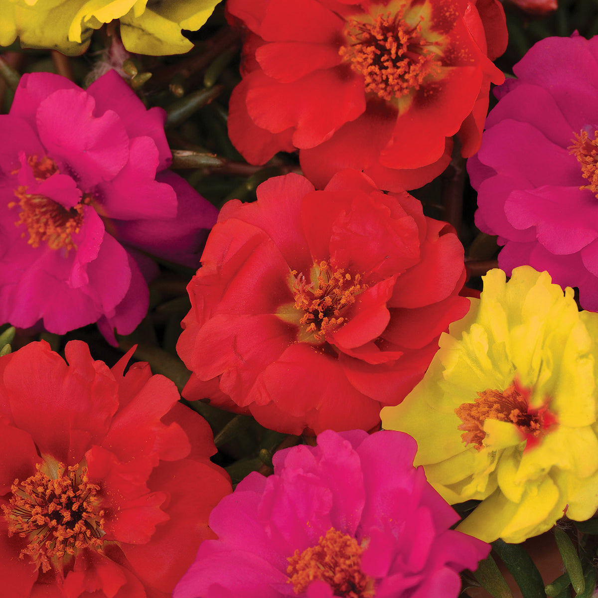 Color Carousel Mix Portulaca