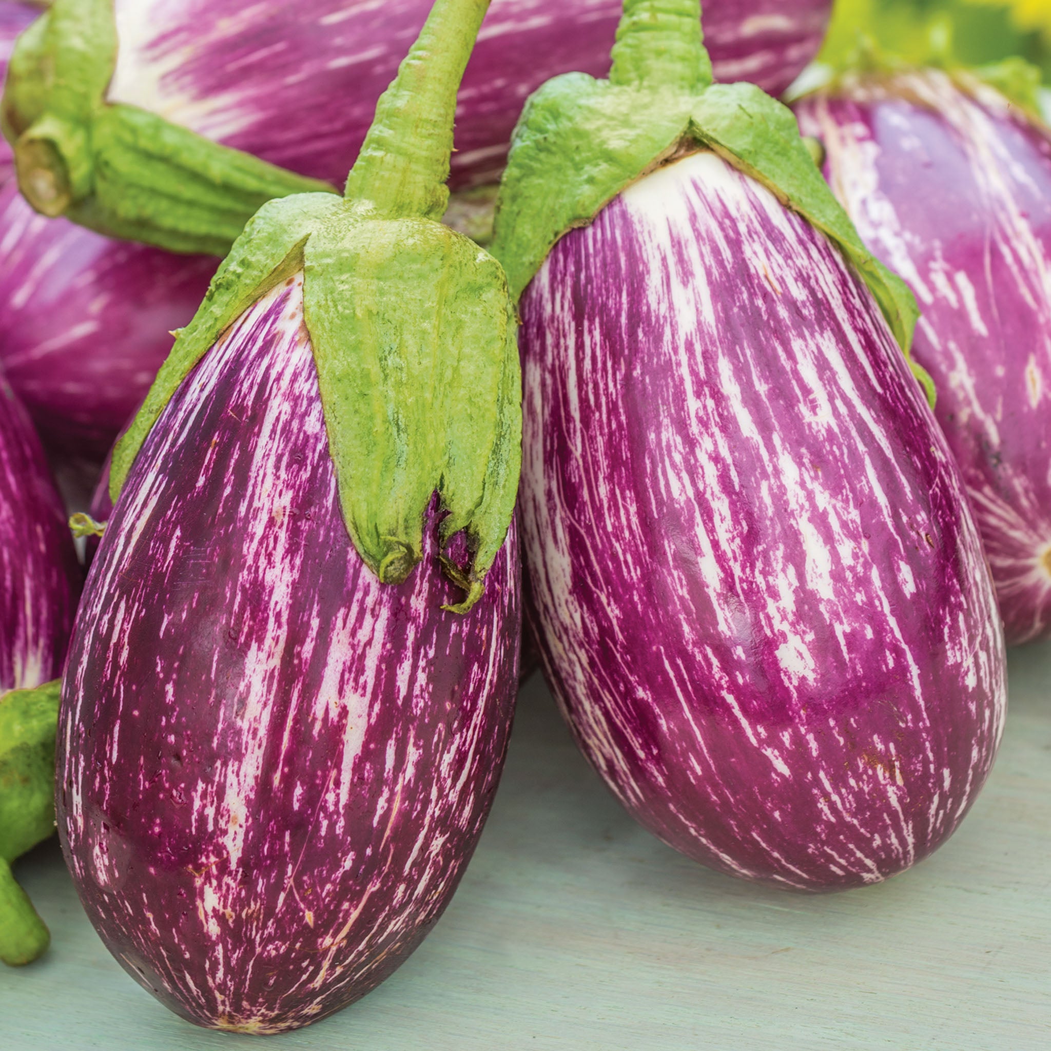 Listada de Gandia Eggplant