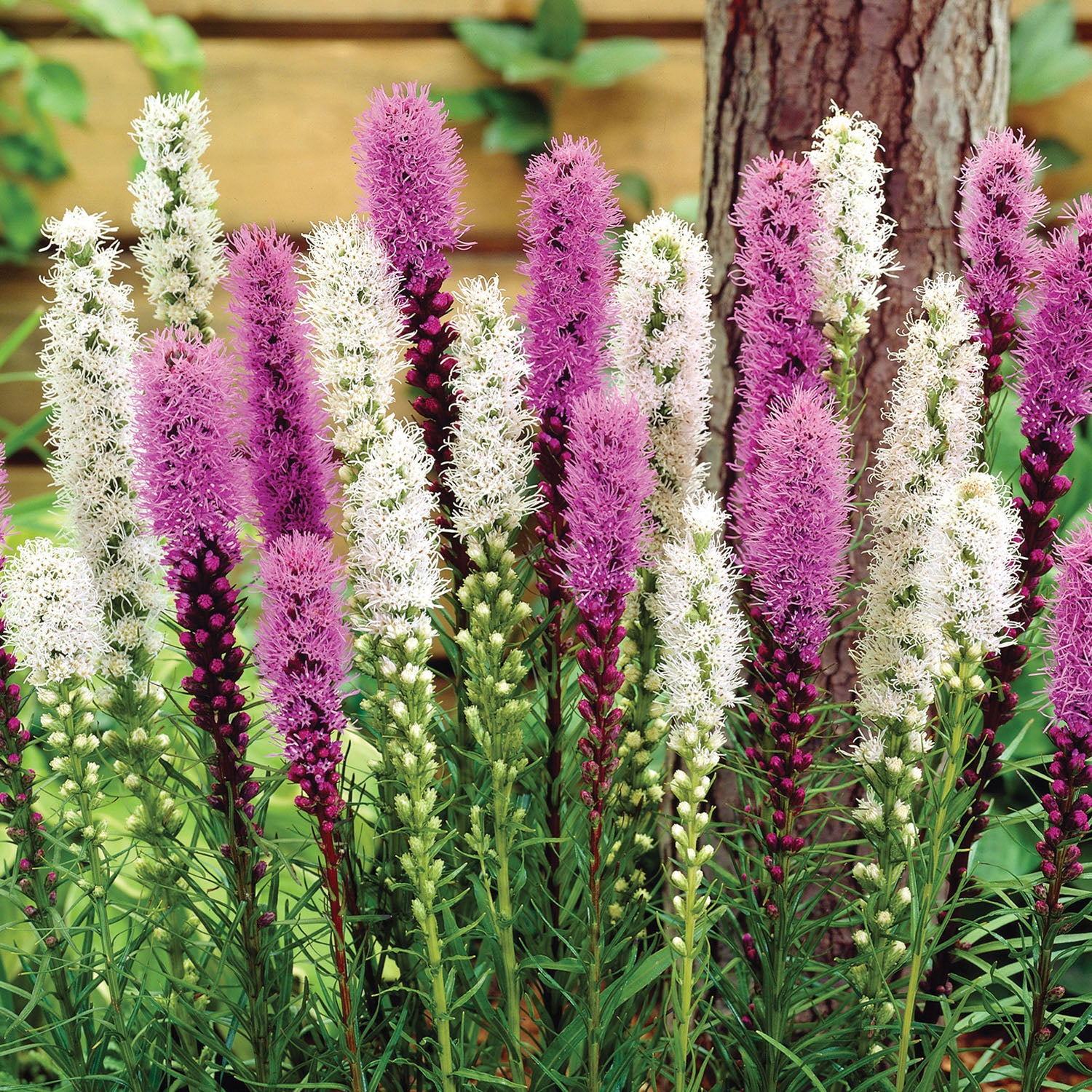 Blazing Stars Mixed Liatris Bulbs