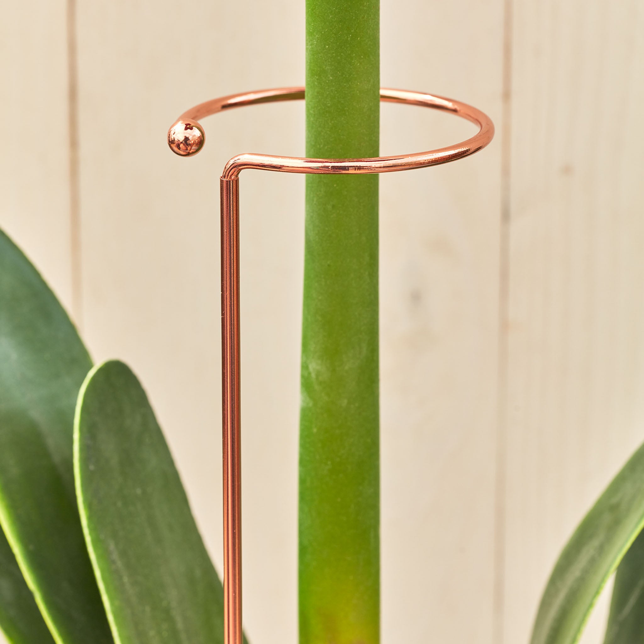 Amaryllis & Orchid Support Kit