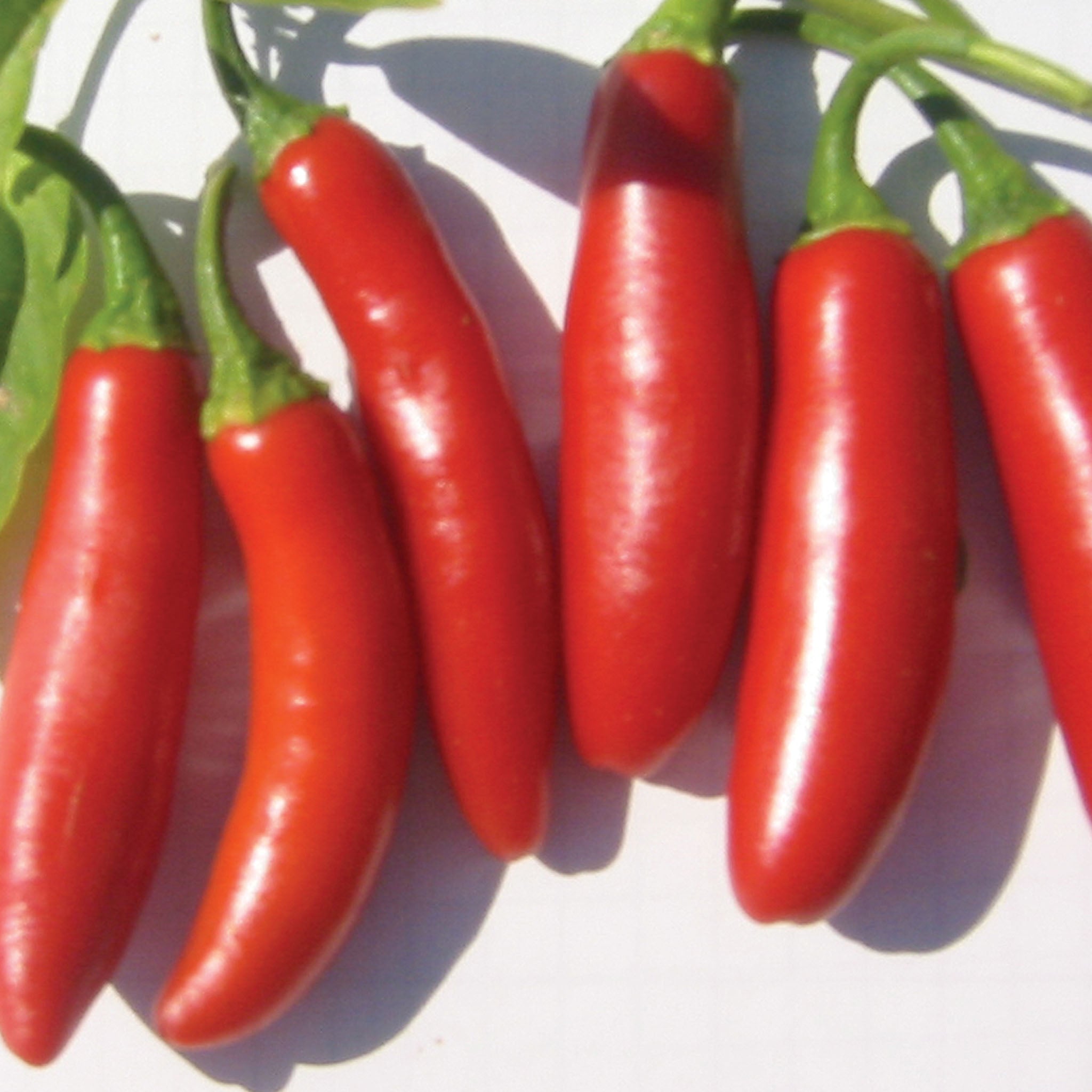 Serrano Tampiqueno Hot Pepper