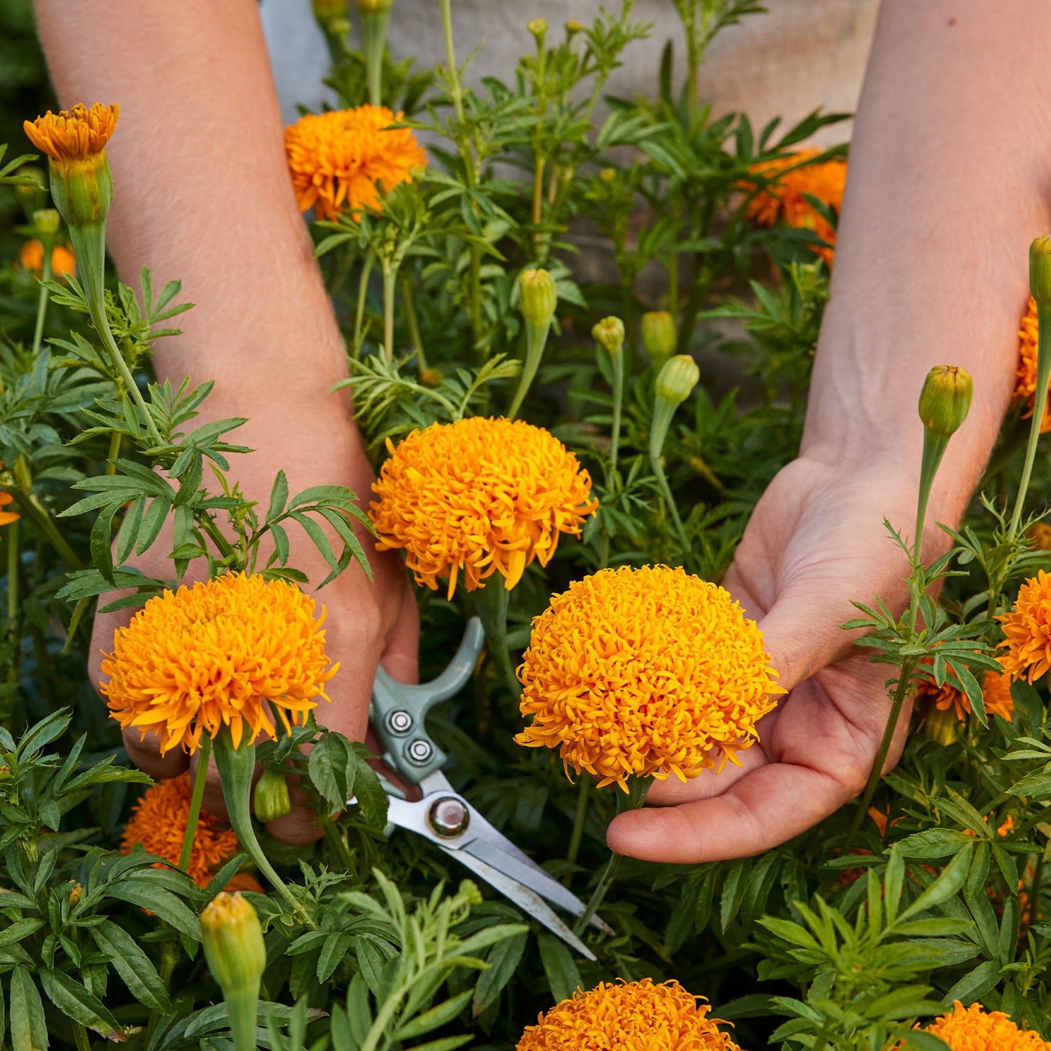 Mission Giant Orange Marigold