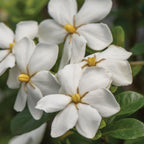 Kleims Hardy Gardenia