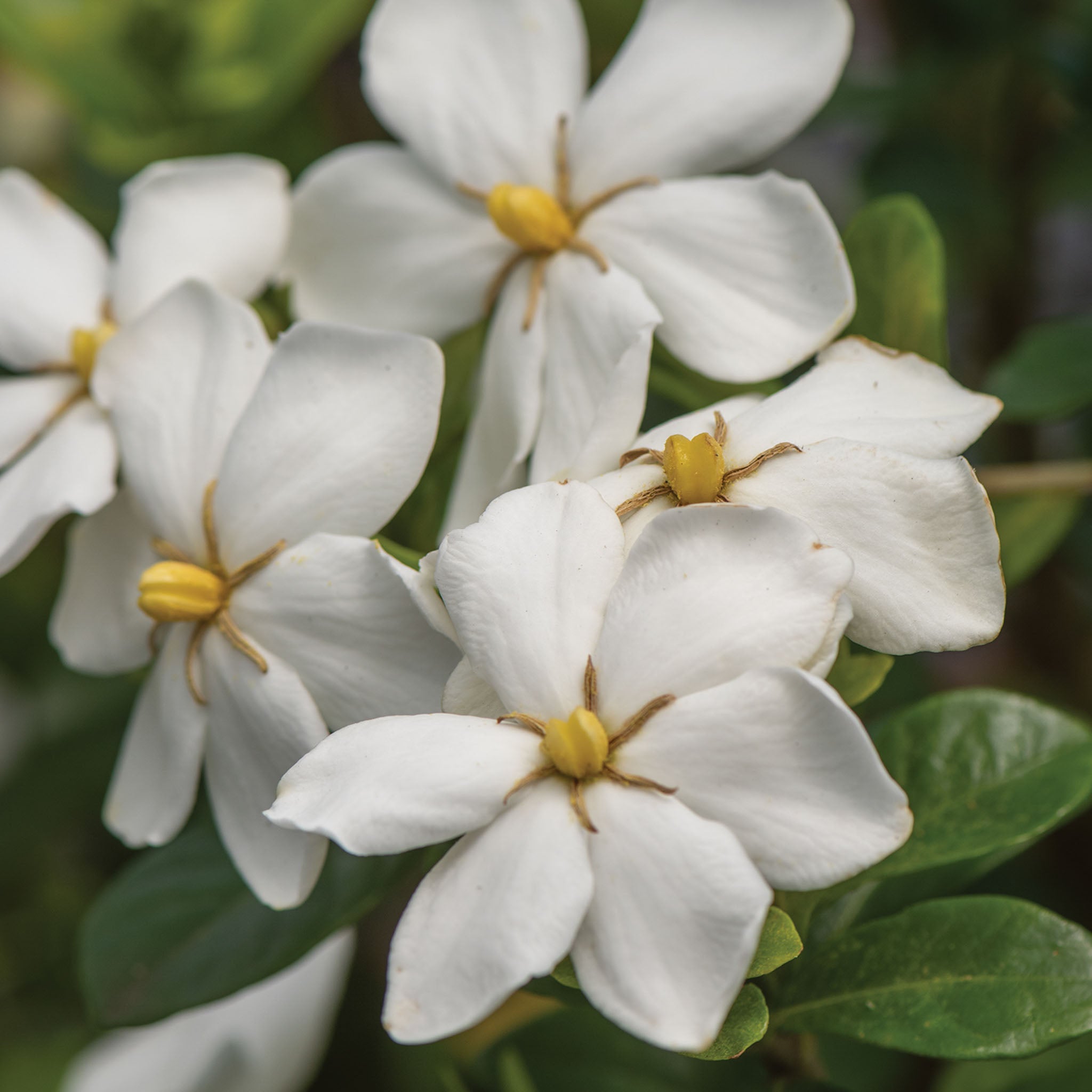 Kleims Hardy Gardenia