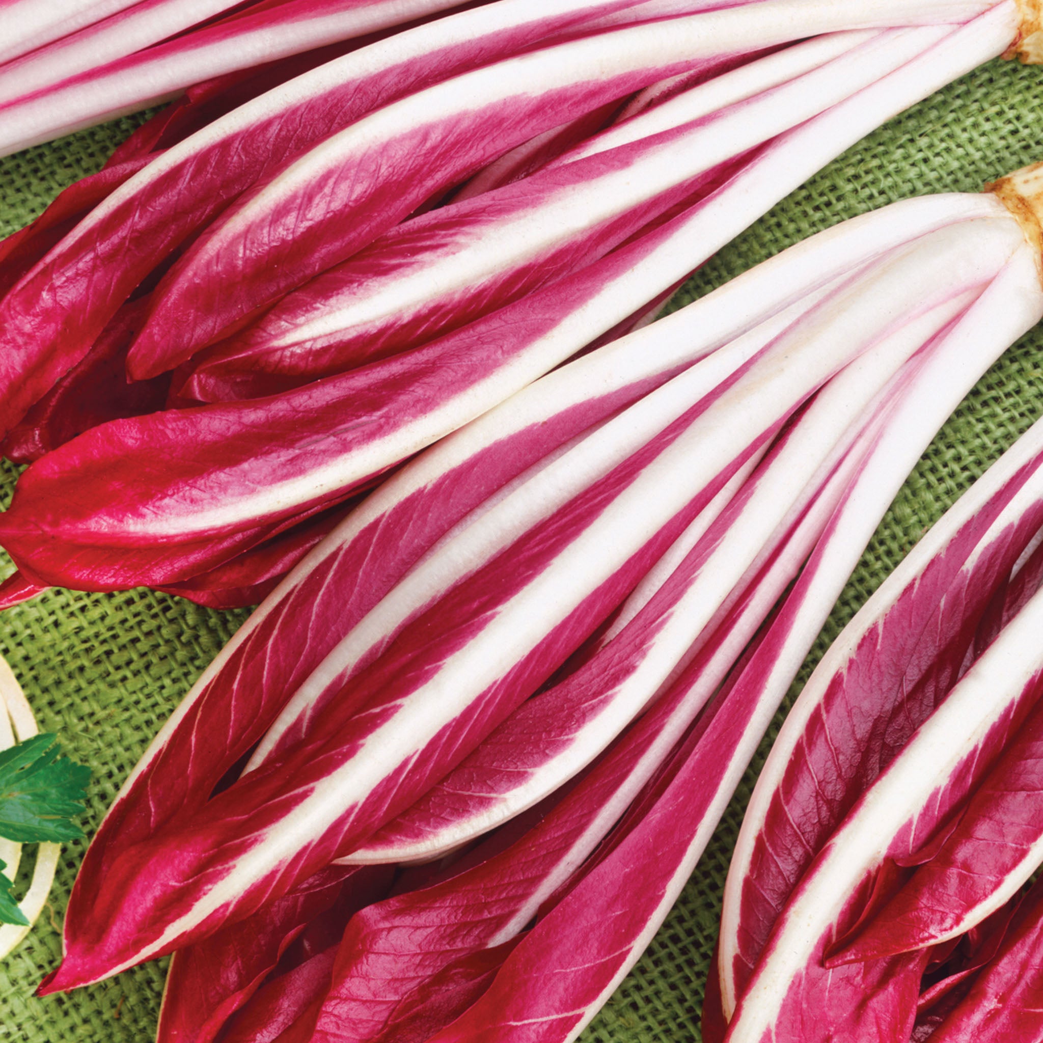 Red Treviso Radicchio