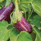 Behold Eggplant