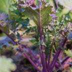 Kale Storm Blend Kale