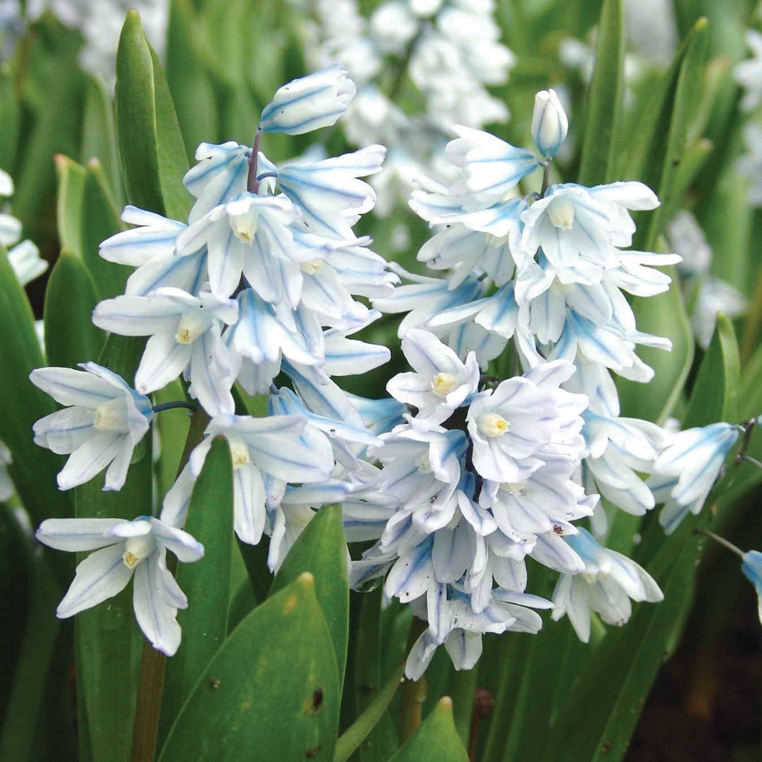 Libanotica Puschkinia Bulbs
