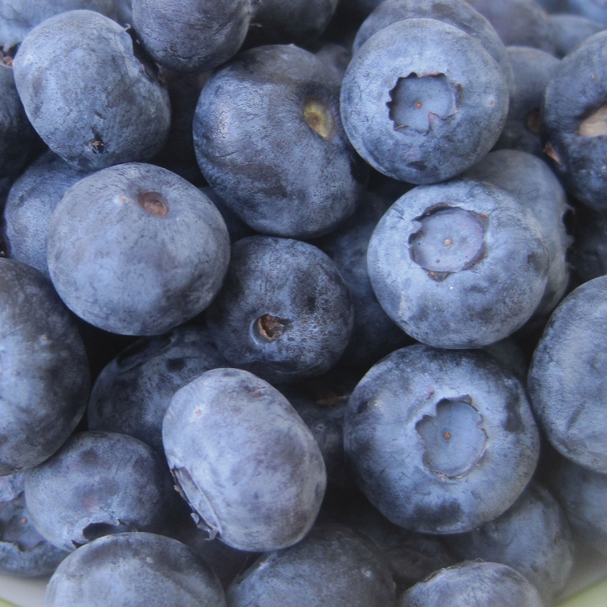 Jewel Blueberry