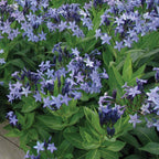 Blue Ice Amsonia