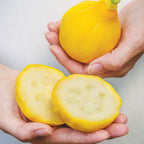 Lemon Drop Summer Squash
