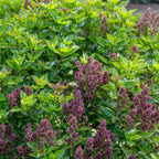 Batik Basil