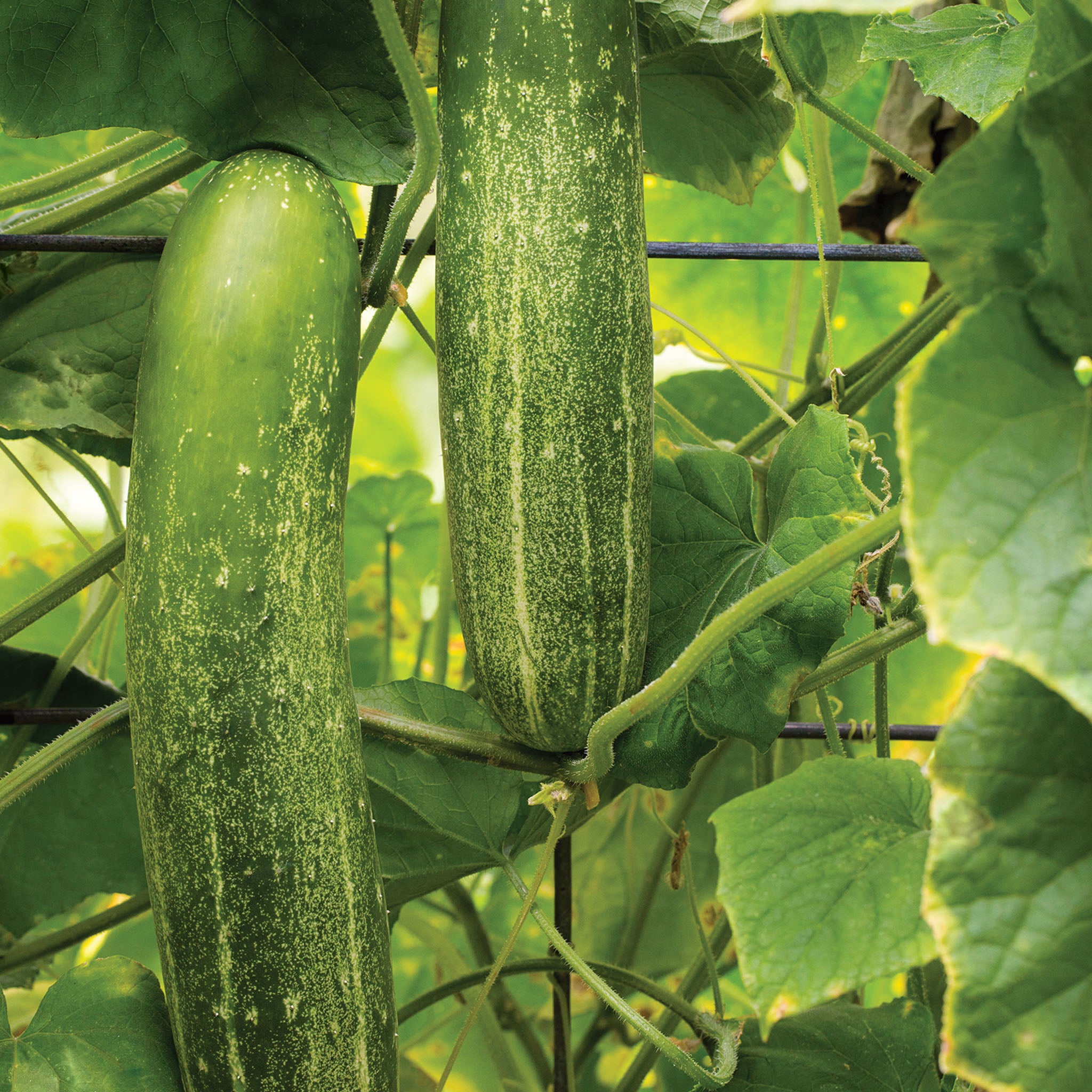 Chompers Cucumber