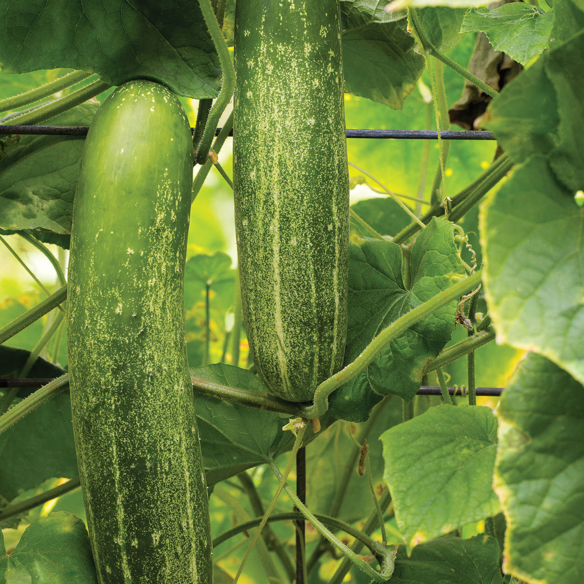 Chompers Cucumber