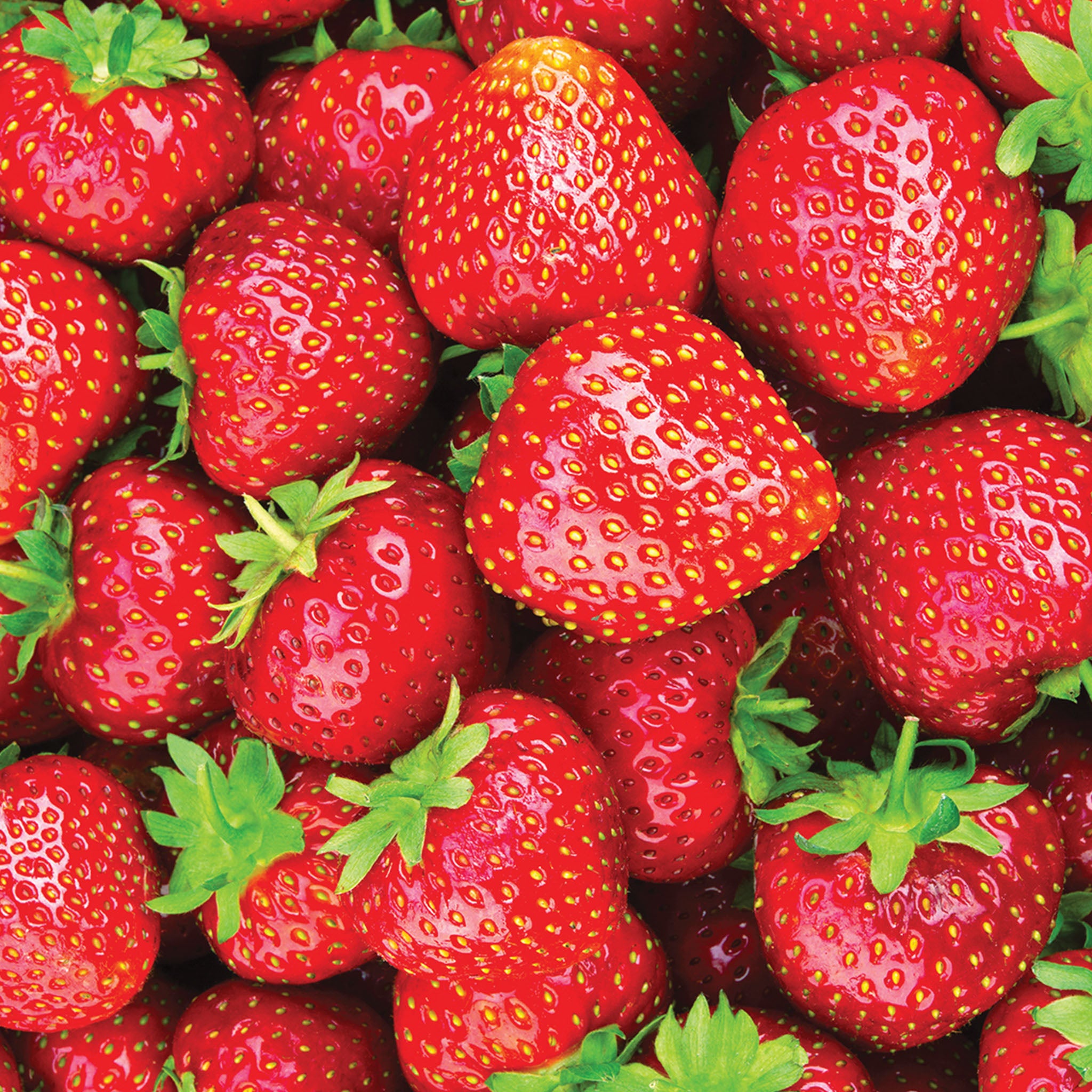 Eversweet Strawberry Bare Roots