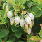 Southern Bluebelle Blueberry