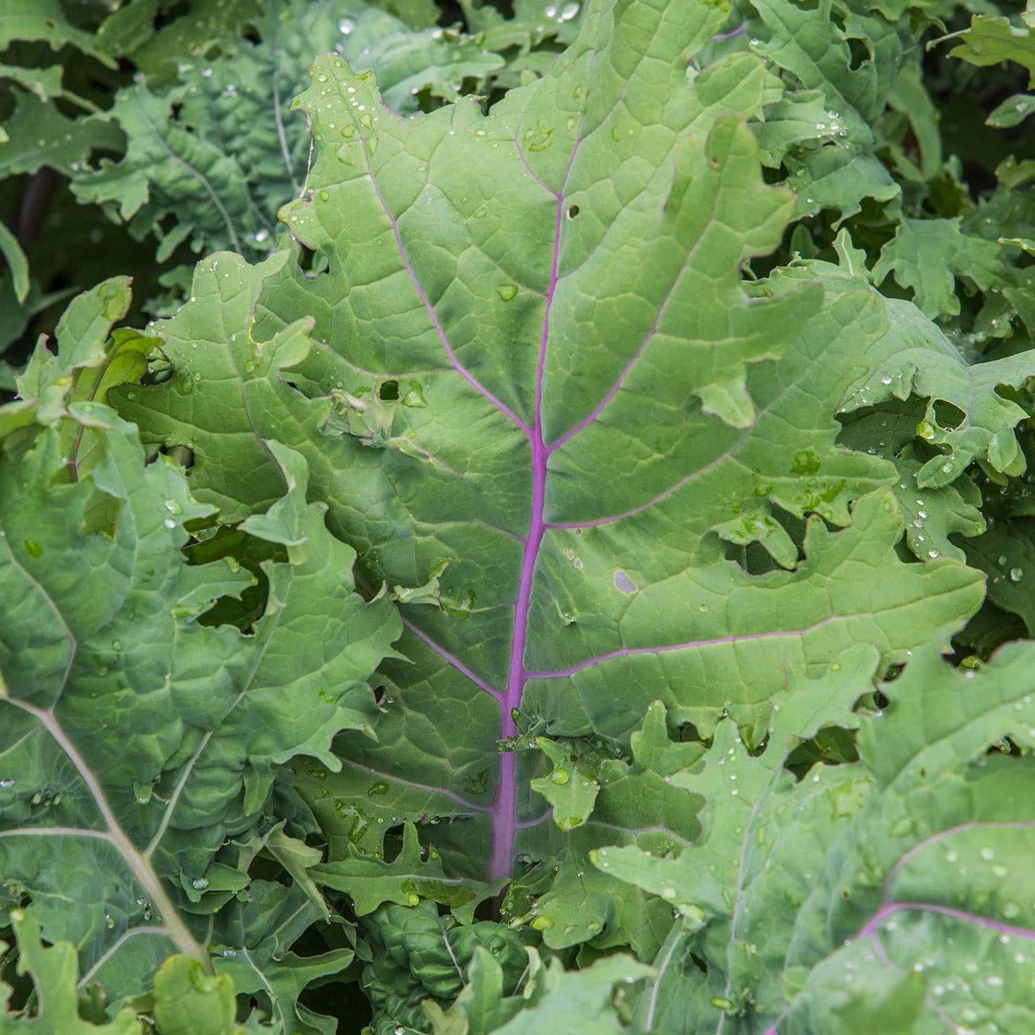 Red Winter Organic Kale