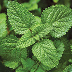 Muddled Mocktail Windowsill Herb Kit