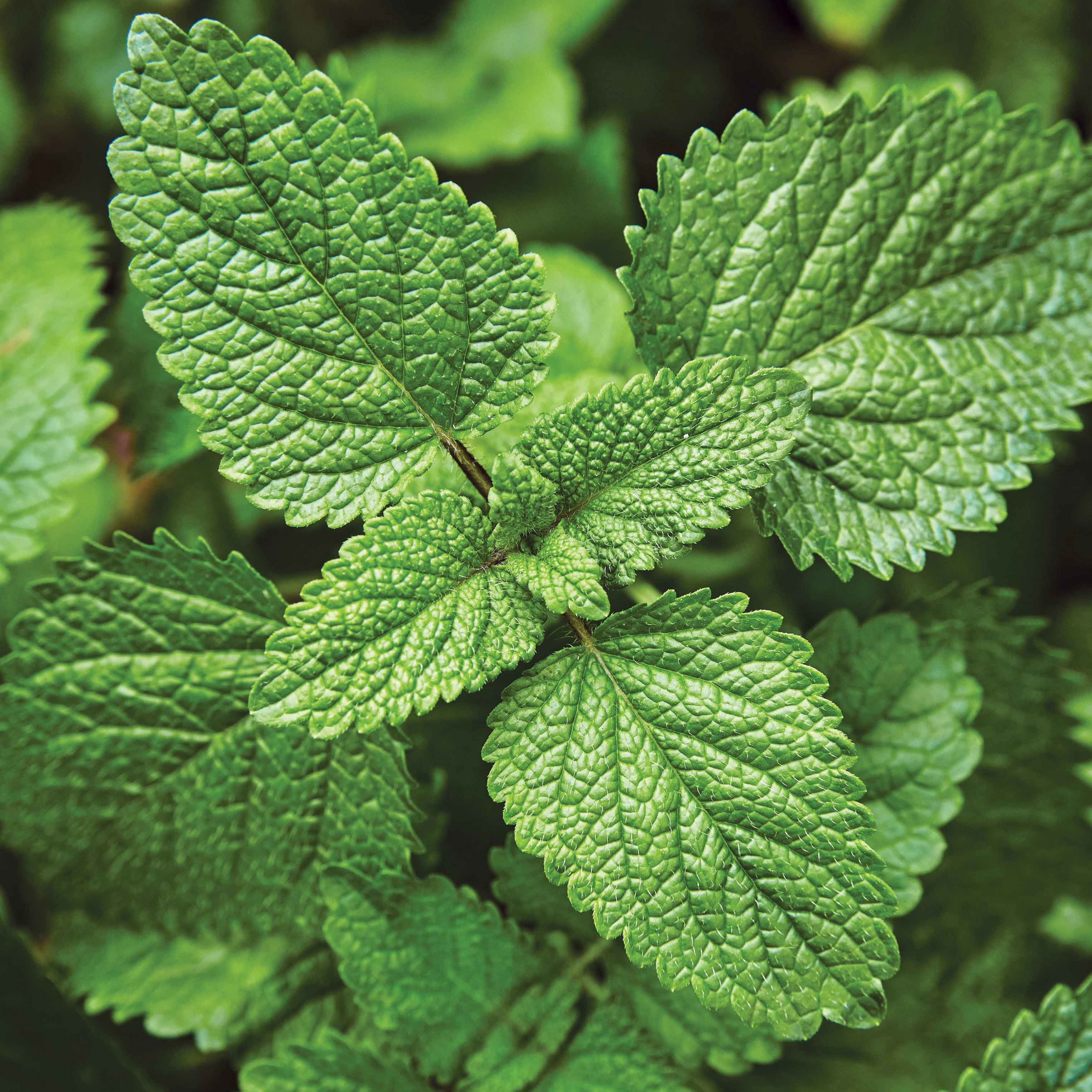 Muddled Mocktail Windowsill Herb Kit