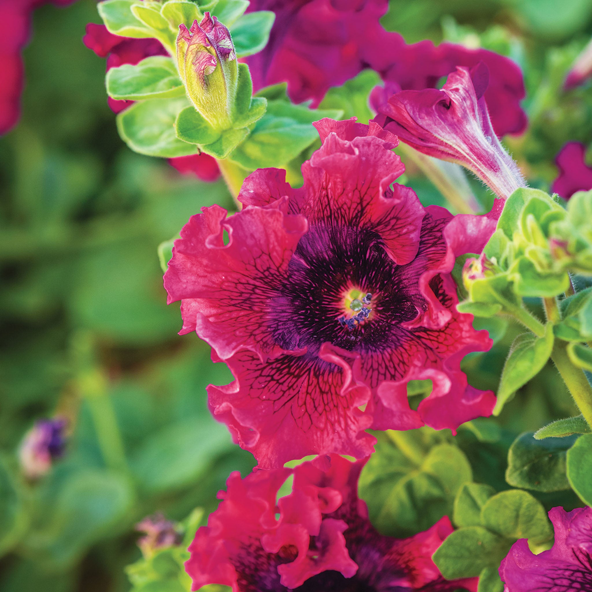 Spellbound Wine Red Petunia