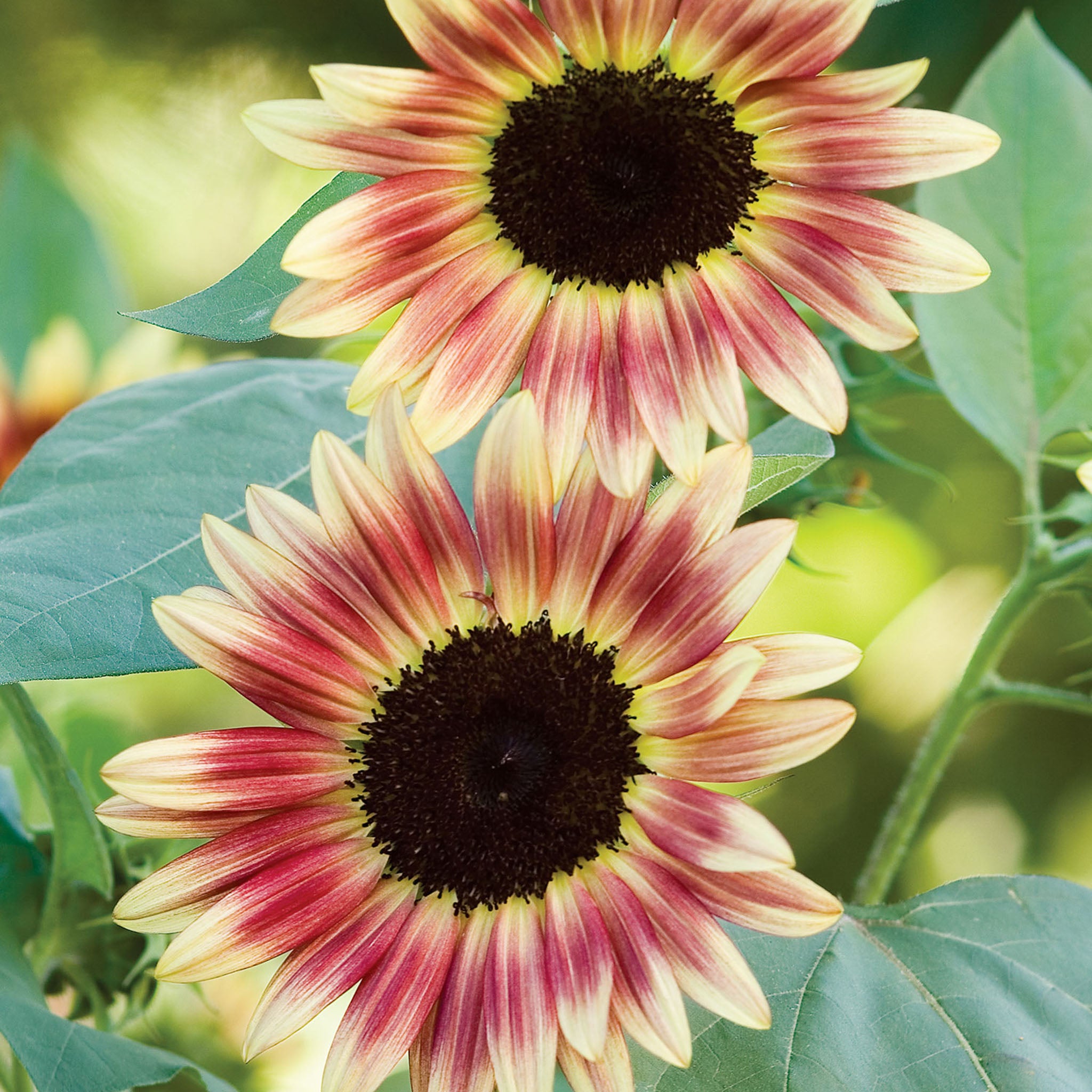 Strawberry Blonde Sunflower
