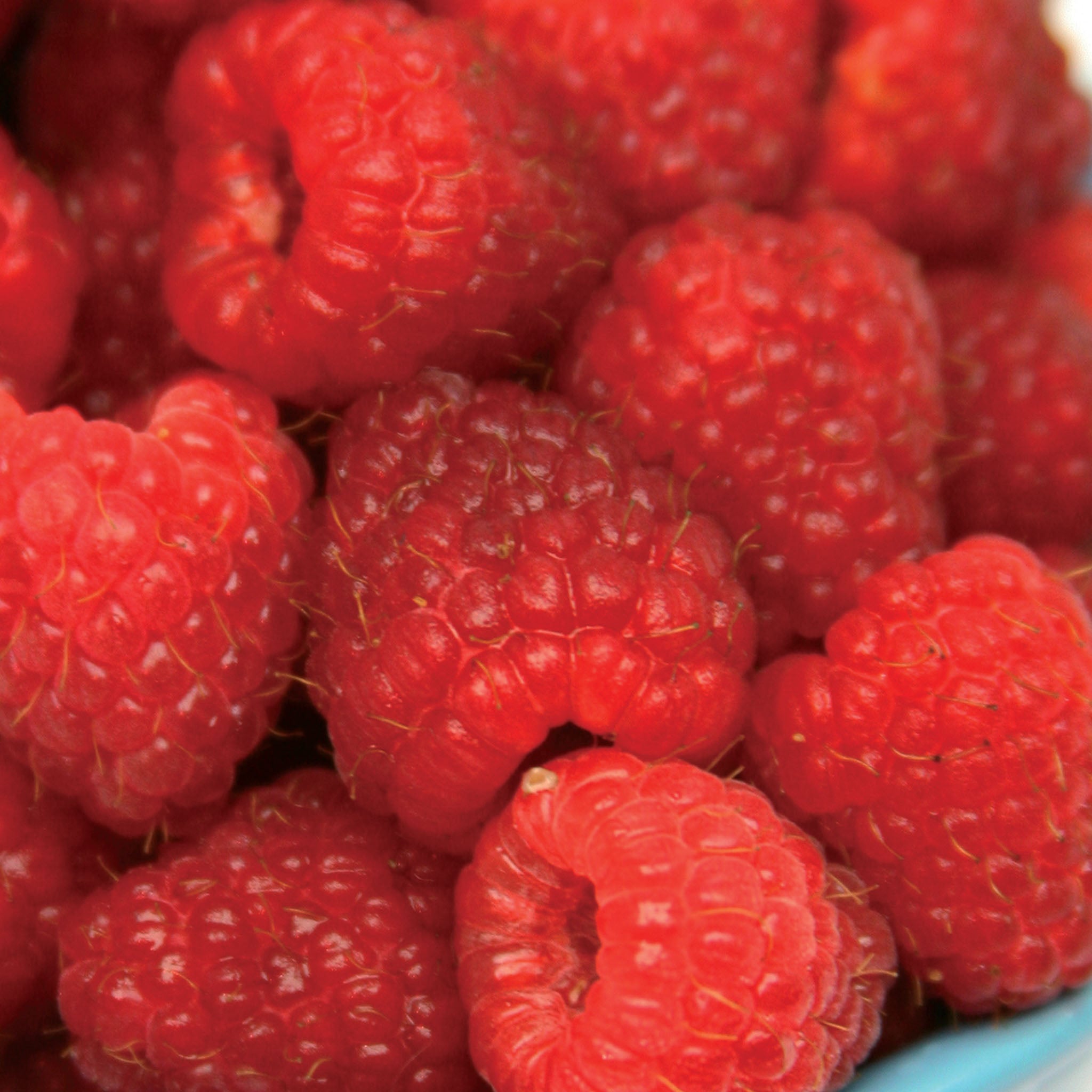 Polana PPAF Raspberry Bare Roots