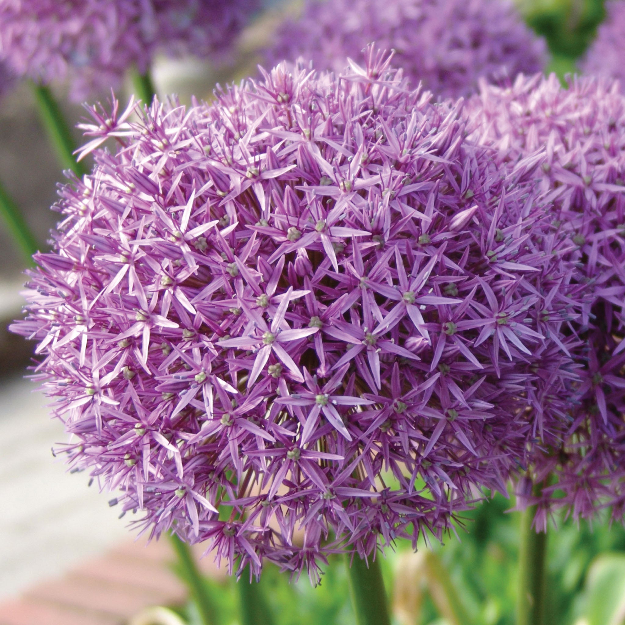 Globemaster Allium Bulbs
