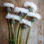 The Bride Centaurea