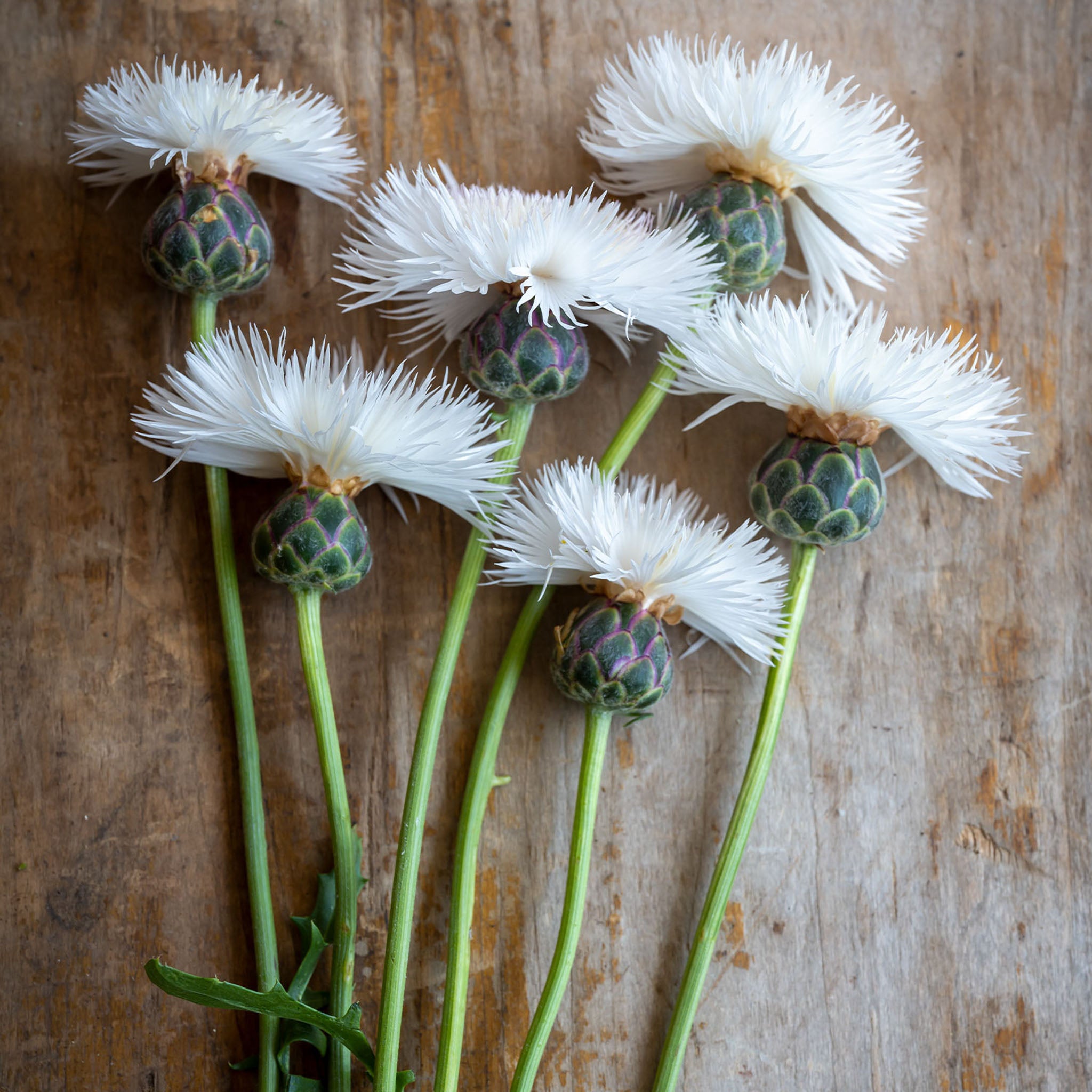 The Bride Centaurea