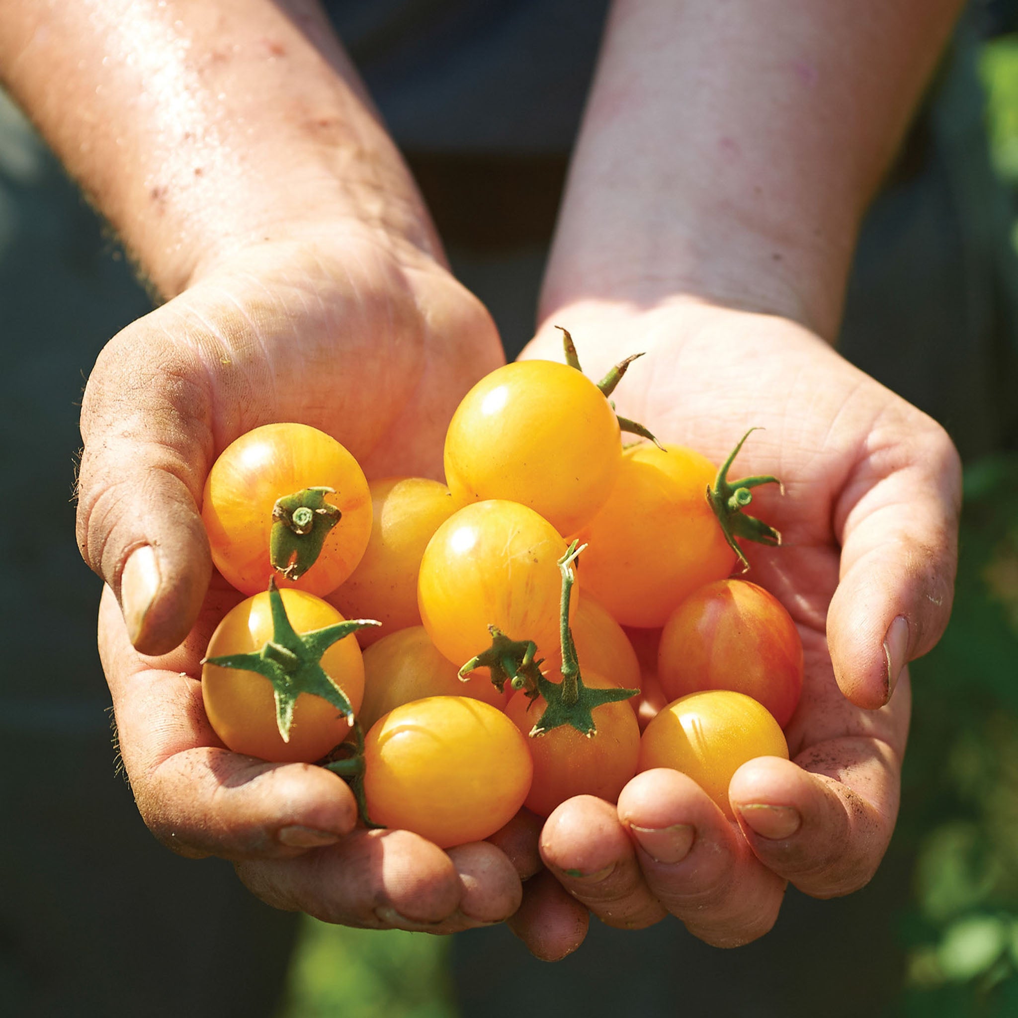 Sunrise Bumble Bee Tomato