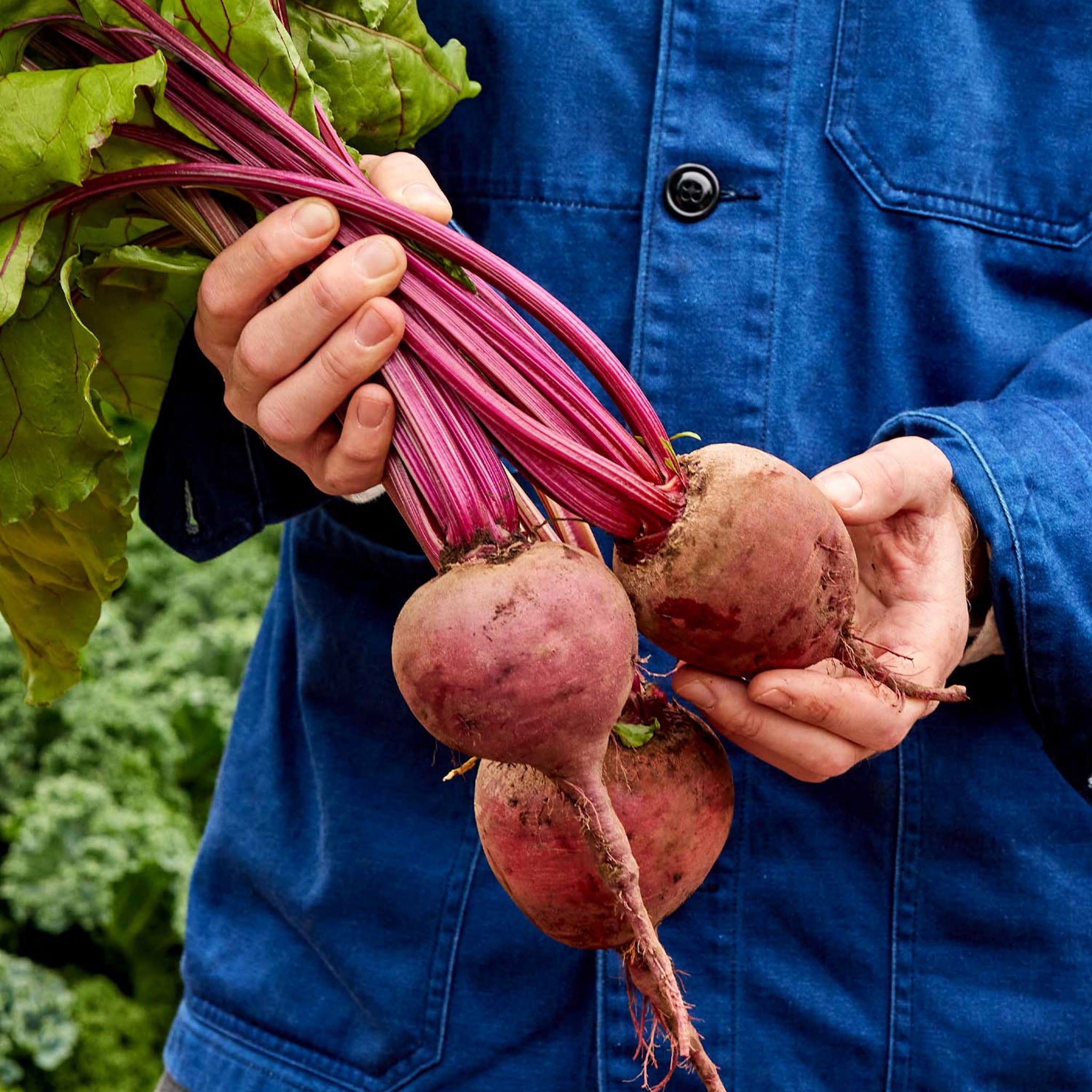 Detroit Dark Red Medium Top Beet