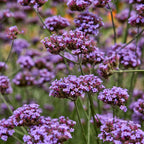 Vanity Verbena
