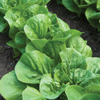 Little Caesar Lettuce