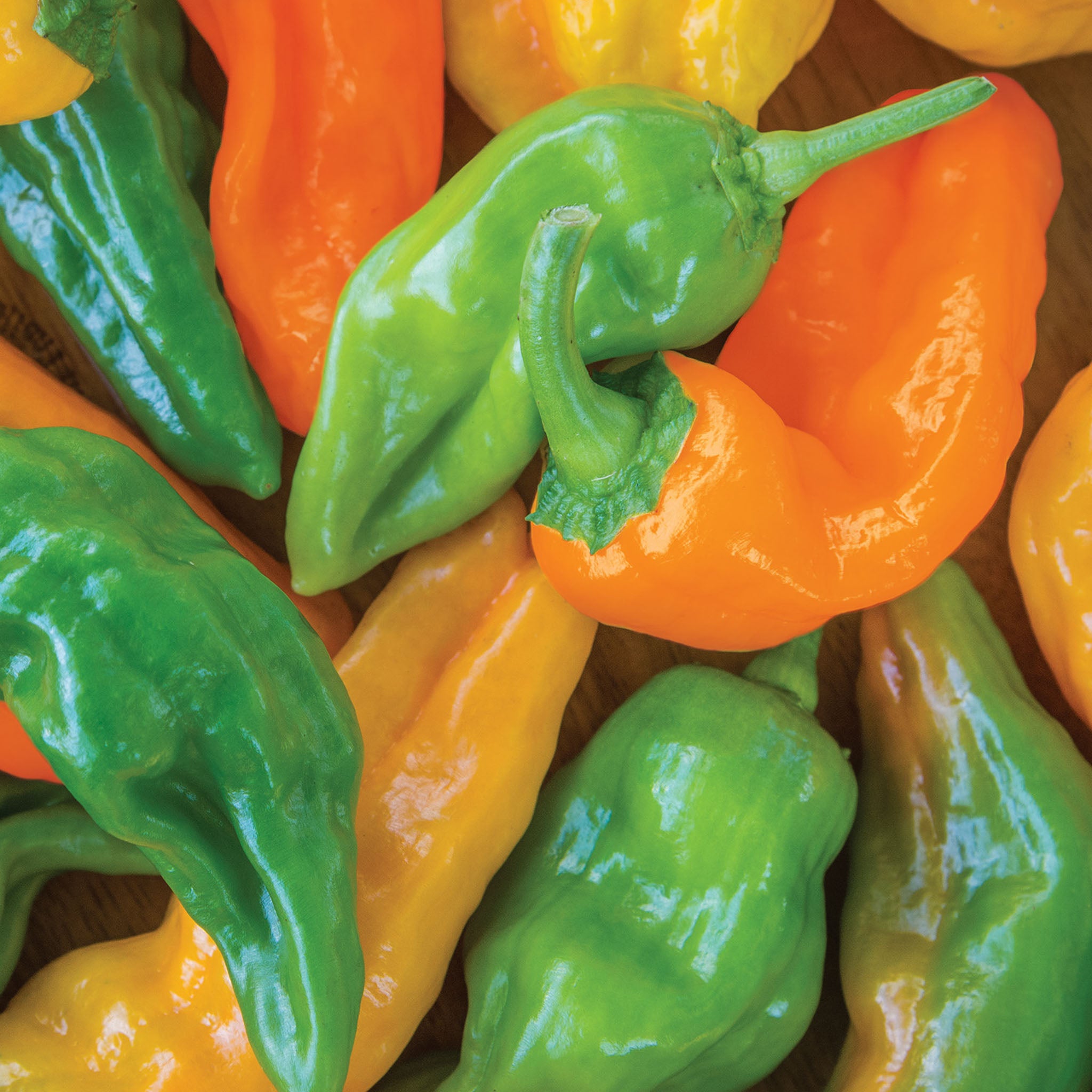 Orange Pepperoncini Hot Pepper
