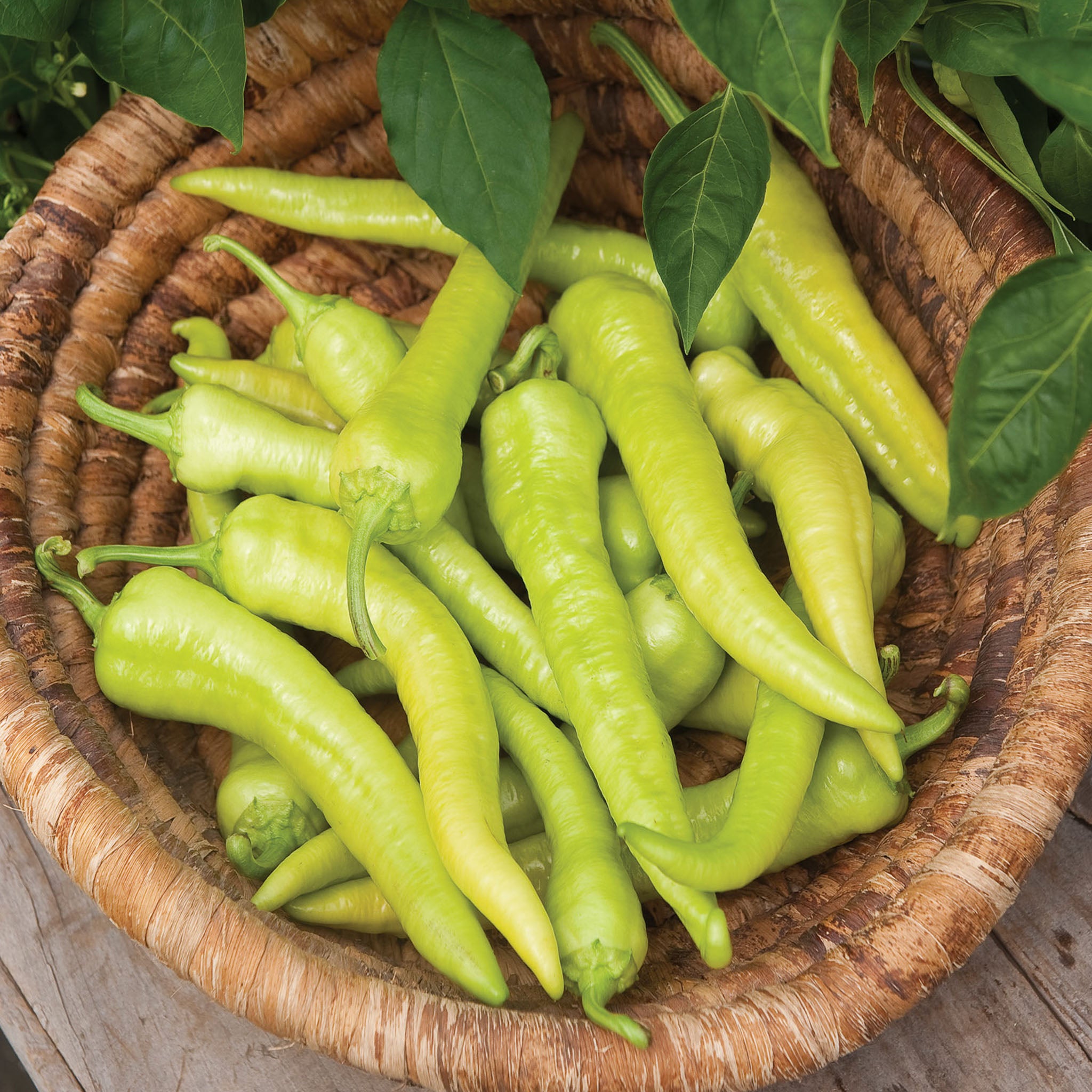 Italian Pepperoncini Hot Pepper