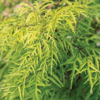 Lemony Lace® Sambucus