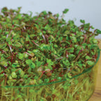 Zesty Collection Sprout