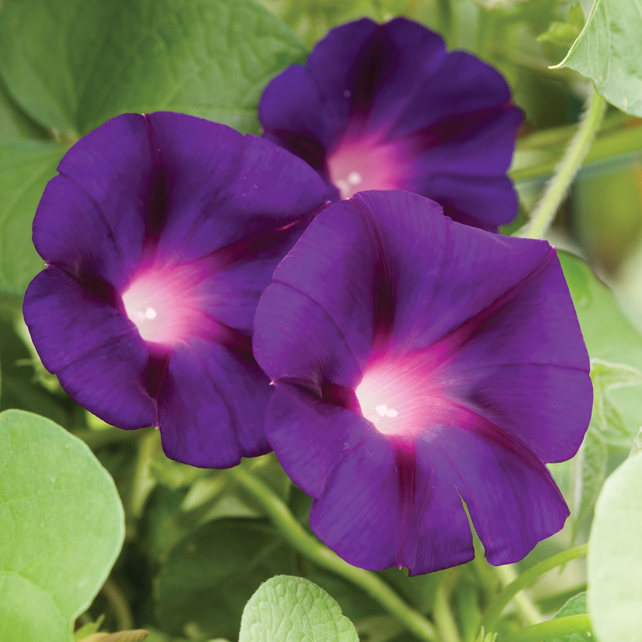 Grandpa Ott Morning Glory