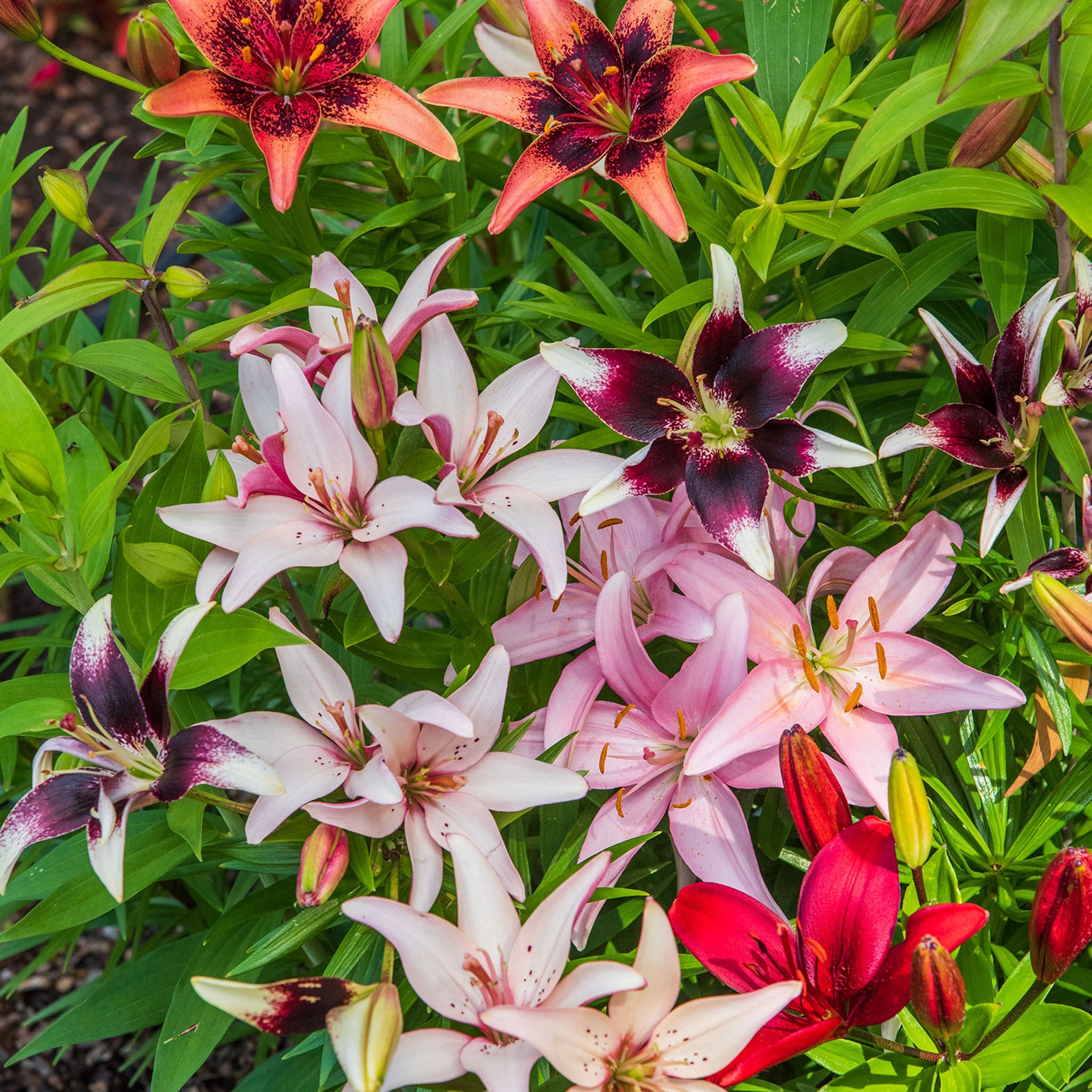 Perennial Mixed Lilies Bulbs