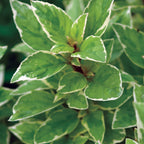 Pesto Perpetuo Basil