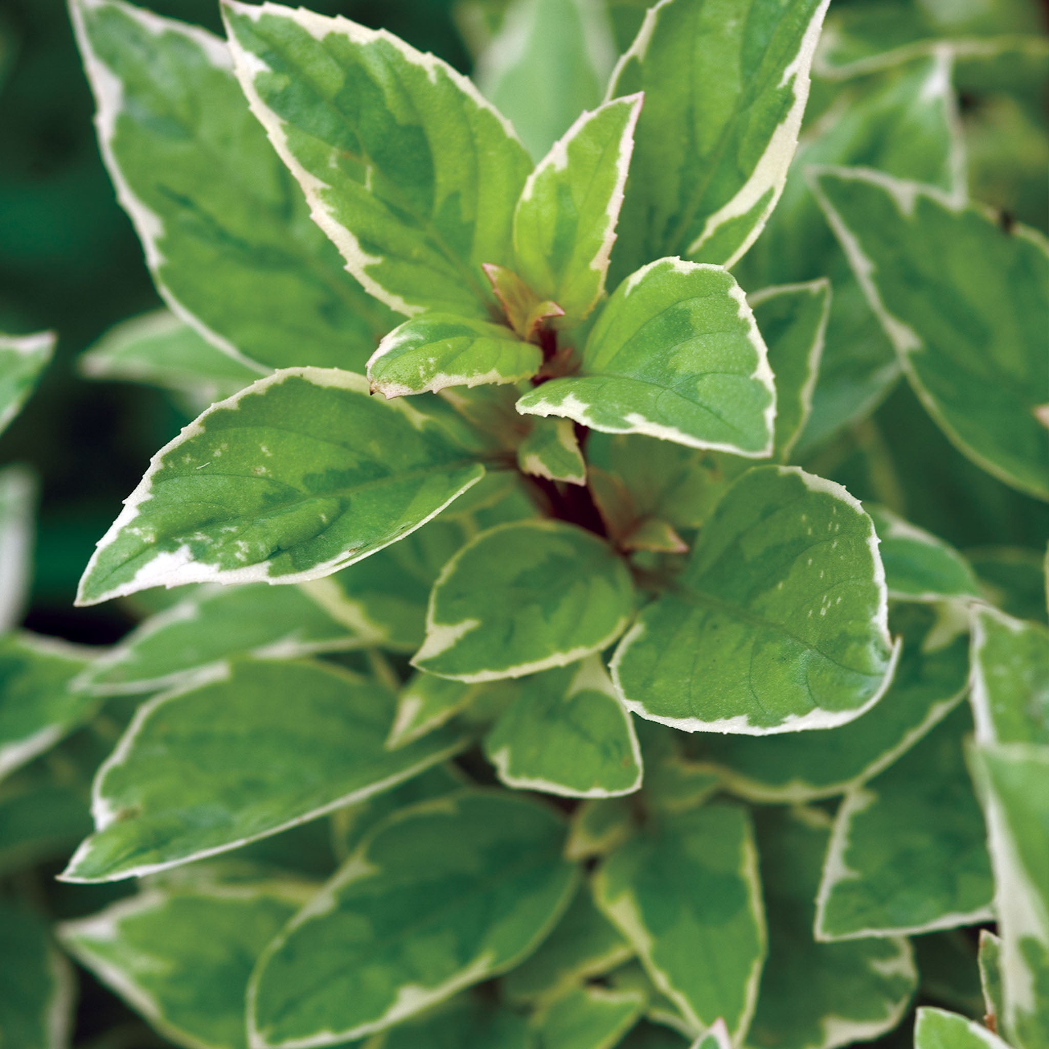 Pesto Perpetuo Basil