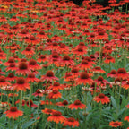 Sombrero Hot Coral Echinacea