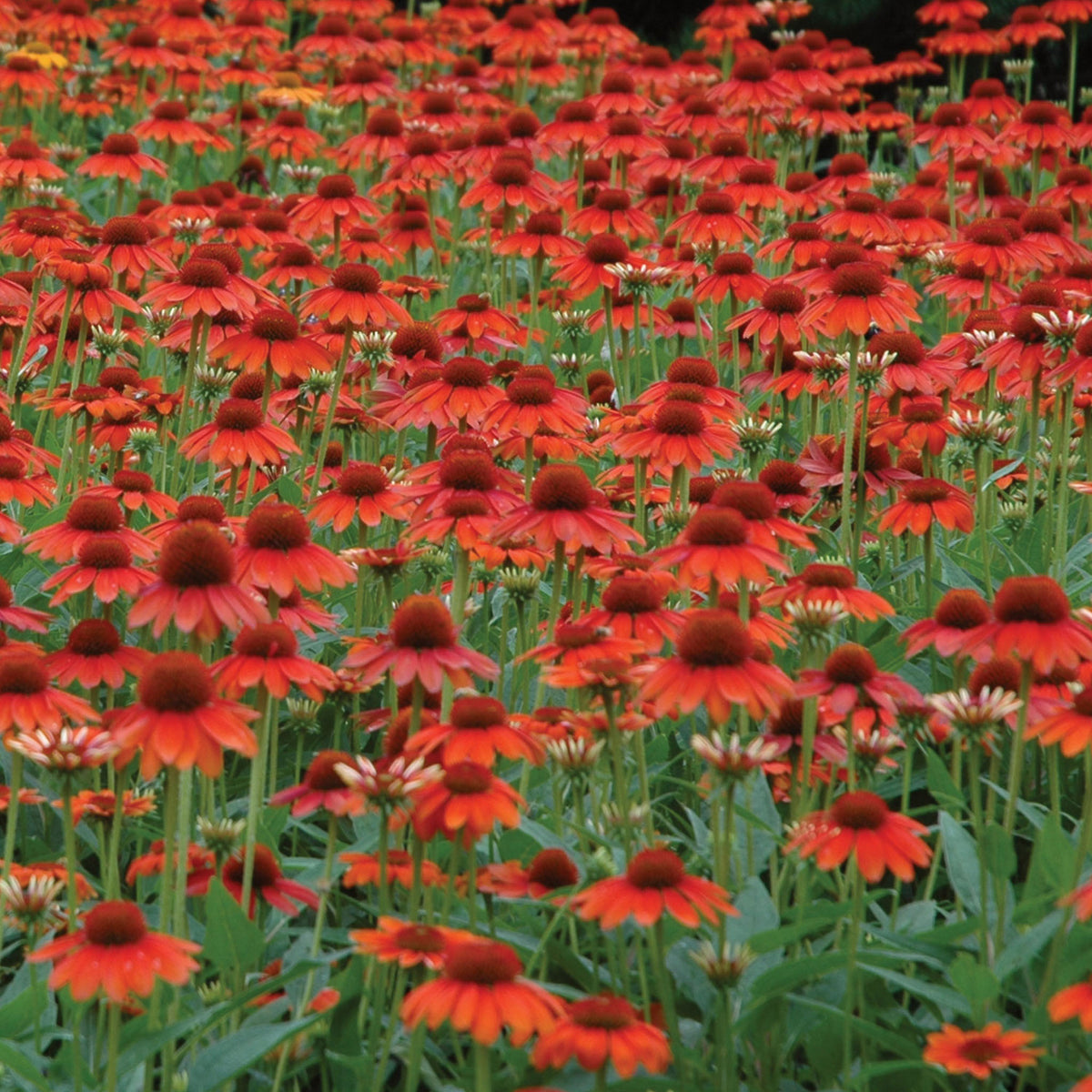 Sombrero Hot Coral Echinacea