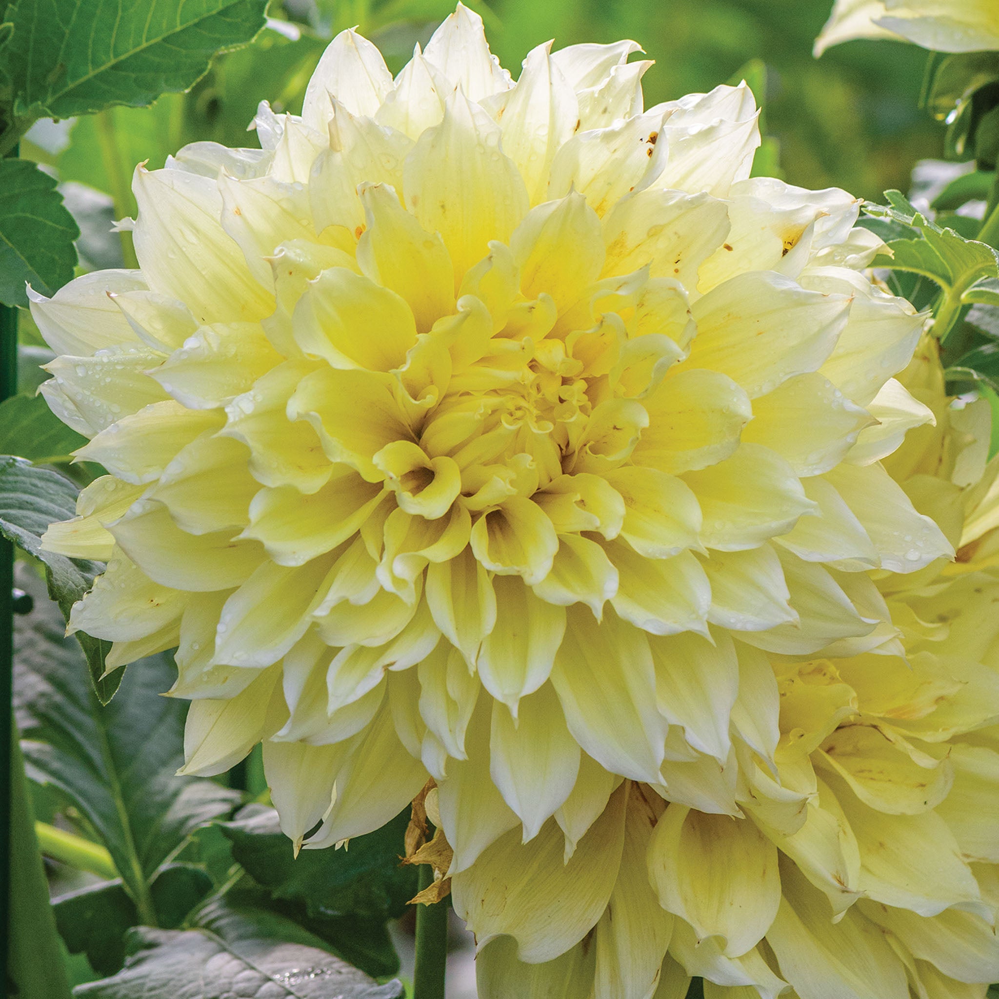 Kelvin Floodlight Dahlia Tubers