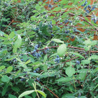 Honeyberry Collection Bare Roots