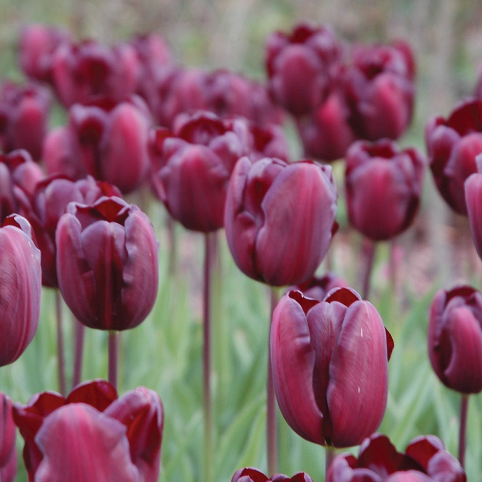 Continental Tulip Bulbs