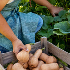 Butterbaby Winter Squash