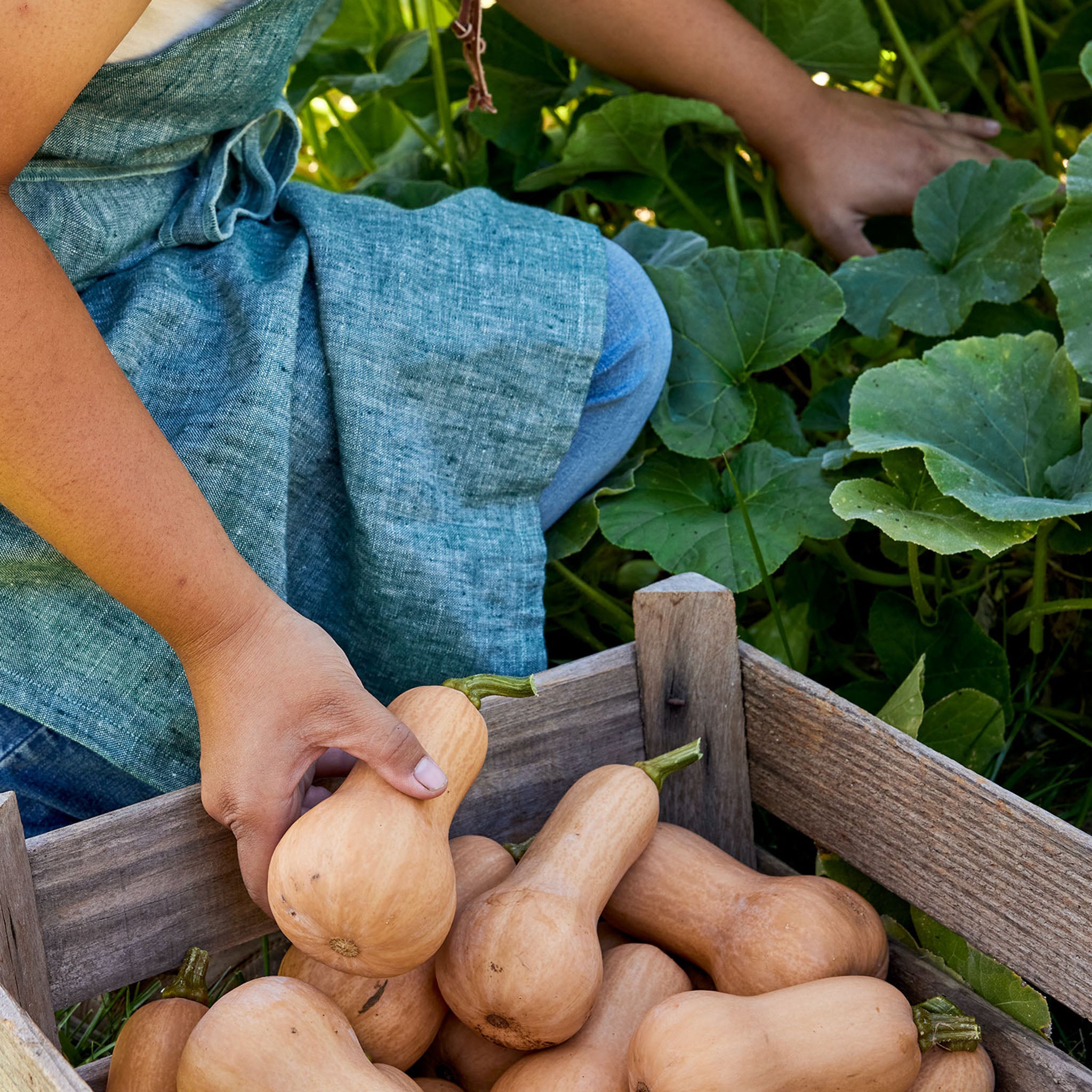Butterbaby Winter Squash